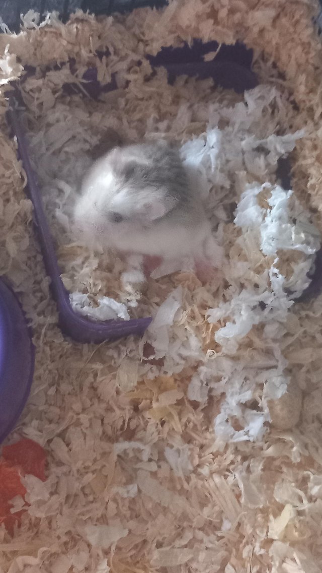 Preview of the first image of Nearly 2 years russian dwarf hamster very healthy and quiet.