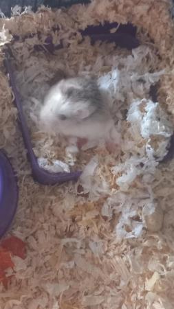 Image 1 of Nearly 2 years russian dwarf hamster very healthy and quiet