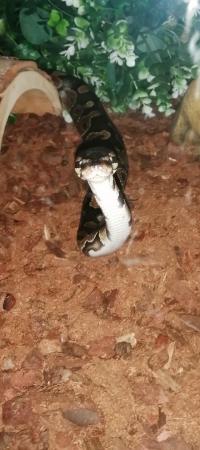 Image 1 of Ball python for sale Chester