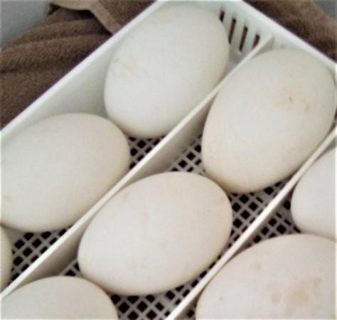 Image 2 of 4 x Embden Goose Hatching Eggs
