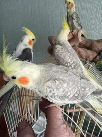 Image 3 of Hand reared baby cockatiels for sale