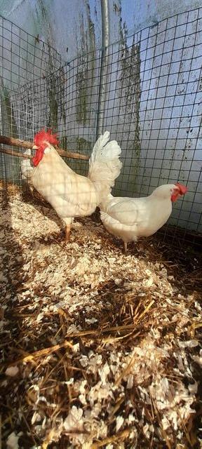 Preview of the first image of White Leghorn chicks and hatching eggs for sale.