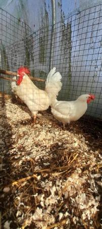 Image 1 of White Leghorn chicks and hatching eggs for sale