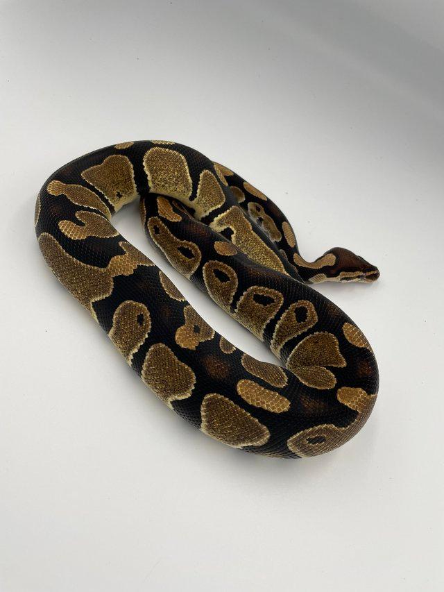 Preview of the first image of Cb 2022 ball pythons hatchlings.