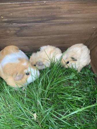 Image 5 of Golden colour Baby Guinea pigs ready now..