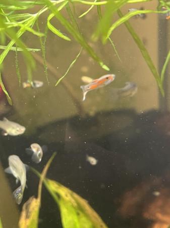 Image 10 of Mixed Endlers. Bright colours. £2 each.
