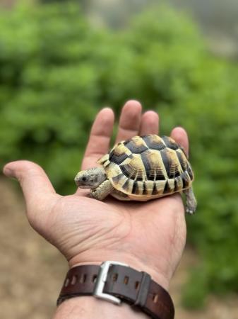 Image 4 of UK Captive Bred Baby Tortoise for sale
