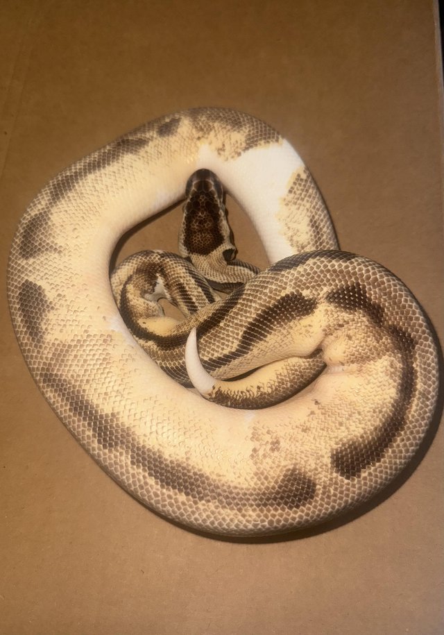 Pastel Enchi OD Pied Male
