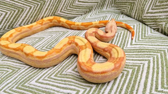 Image 5 of sunglow roswell ladder tail boa constrictor 8m