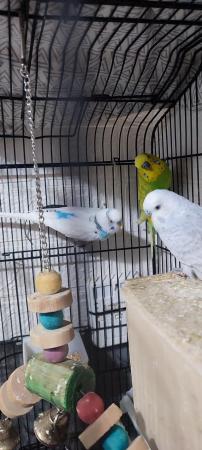 Image 2 of 3 Male Budgies for Sale with Cage Looking for a new Home