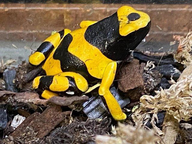 Preview of the first image of Dart Frogs for sale at Birmingham Reptiles.