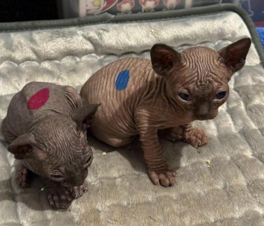 Image 8 of 5 Sphynx kittens for sale, 2 boys, 1 girl left £600 each