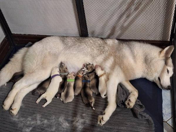 Image 6 of Siberian Husky Puppies - 5 Girls & 4 Boys