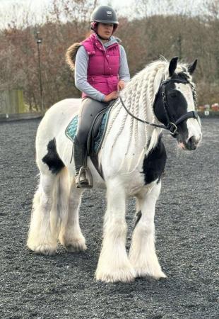 Image 1 of 14.2 flashy ride and drive cob gelding