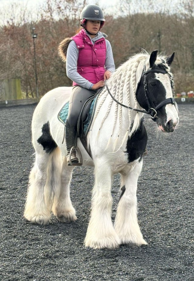 Preview of the first image of 14.2 flashy ride and drive cob gelding.