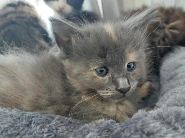 Image 4 of Beautiful Mainecoon kittens looking for loving homes