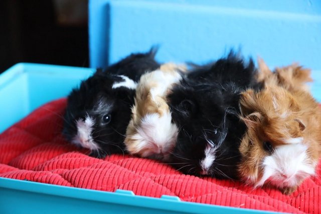 Image 3 of 2 Peruvian cross Satin Boars and 1 sow. Guinea Pigs.