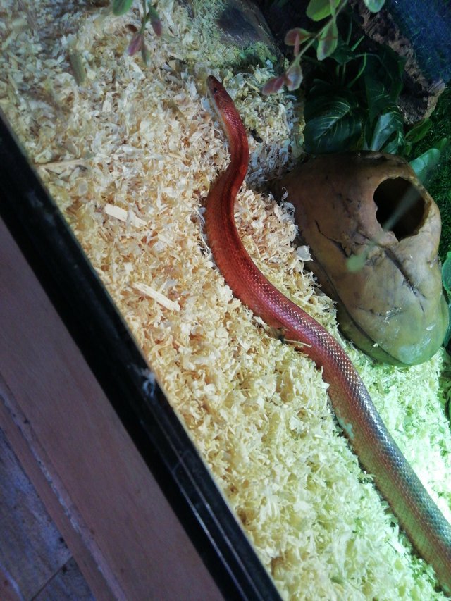 Preview of the first image of Pied bloodredcorn snake for sale.