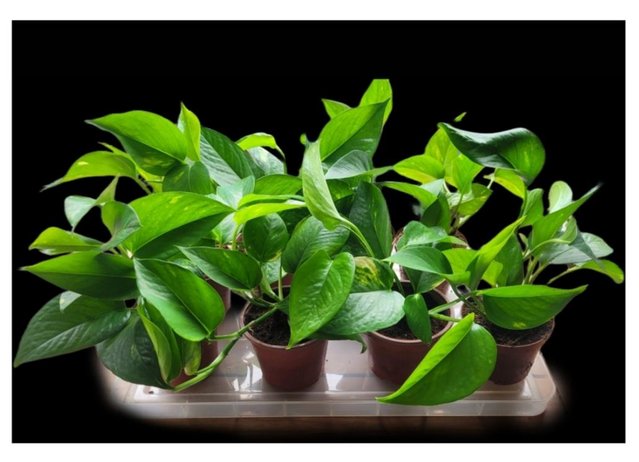 Preview of the first image of Pothos (Devil's Ivy) Plant - Reptile/amphibian safw safe.