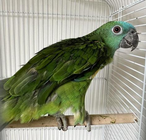 Image 4 of Beautiful young Blue Front Amazon Female talking parrot