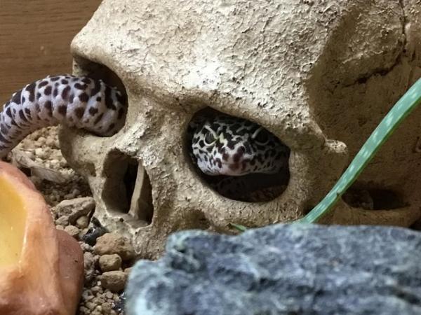 Image 1 of Almost four year old leopard gecko and set up