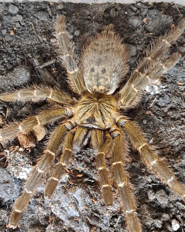 Preview of the first image of Updated tarantula list...25/4.