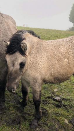 Image 1 of Highland Pony Yearling Filly