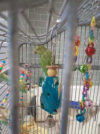 Image 1 of For Sale Pair of Male Ringneck Parrots
