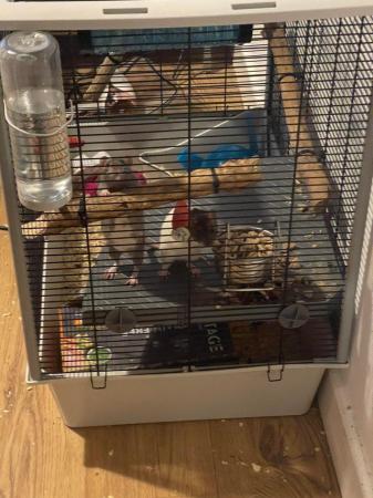 Image 2 of 2 female rats, 3 months old, comes with cage and loads of ac
