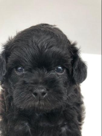 Image 4 of Toy poodle puppies, 5 puppies ready to leave 7th June
