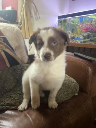 Image 4 of 2 male Border Collie pups for sale