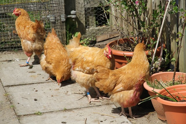 Preview of the first image of Buff Orpington Cockerels.