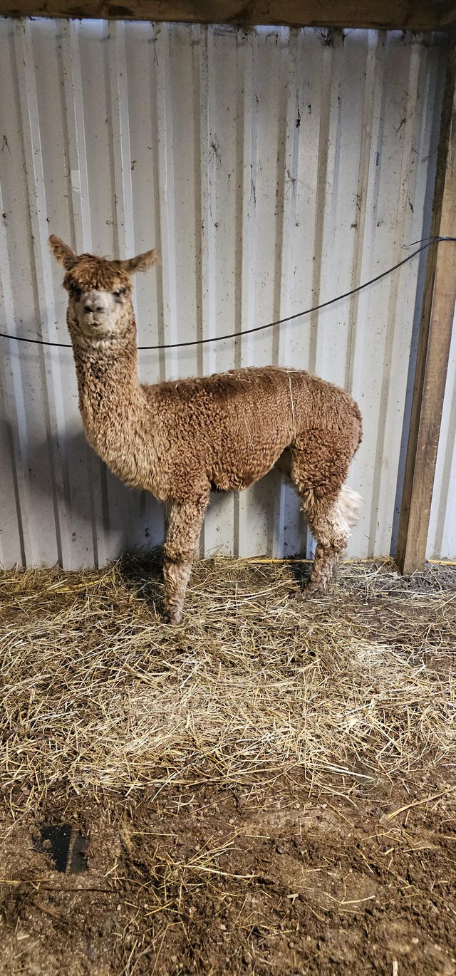 Preview of the first image of *Great opportunity* 3 Male Alpacas for sale. Price for all 3.