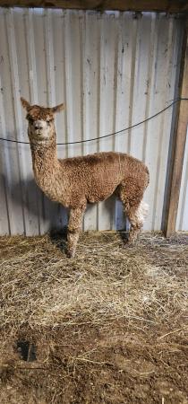 Image 1 of *Great opportunity* 3 Male Alpacas for sale. Price for all 3
