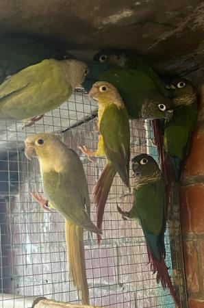 Image 3 of DNA tested conures for sale