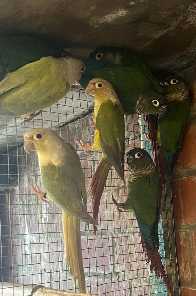 Preview of the first image of DNA tested conures for sale.
