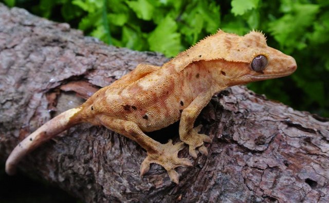 Image 2 of Orange Dalmatian Male Crested Gecko