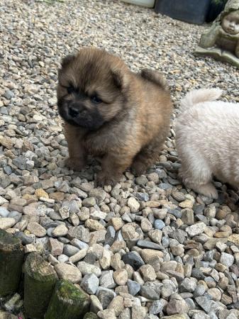 Image 5 of Kc reg chow chow puppies