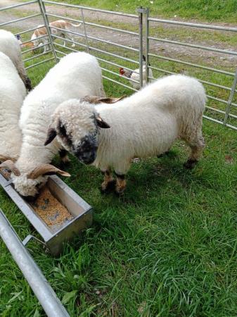 Image 8 of Pedigree blacknose Valais breeding ewes a family of 4