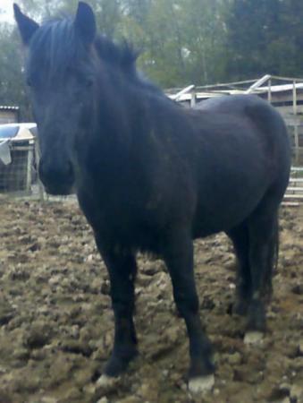 Image 2 of WelshMare 3 yrs  old for sale