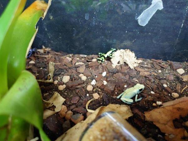 Image 1 of Dart Frogs - Various Colours and Patterns