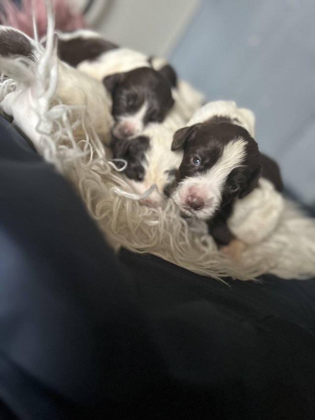 Preview of the first image of 2 weeks old springer spaniel puppys.