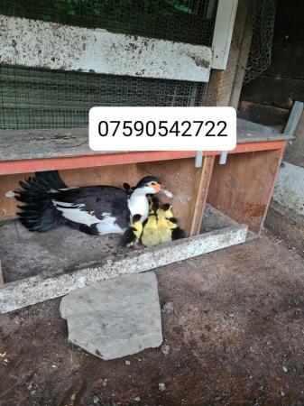 Image 5 of Muscovy ducks for sale in Sheffield
