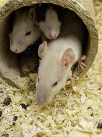 Image 1 of Beautiful young fancy rats