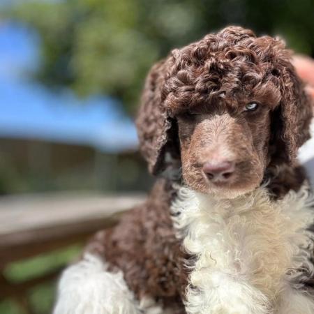 Image 1 of Gorgeous Brown Parti Standard Poodle Puppies Ready Now