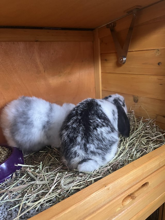 Preview of the first image of Two female lop rabbits for rehoming.