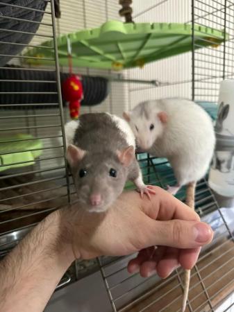 Image 16 of 2 Male Rats (10 months old)