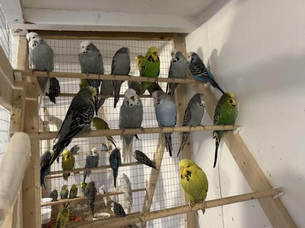 Image 7 of Budgies exhibition and pet types