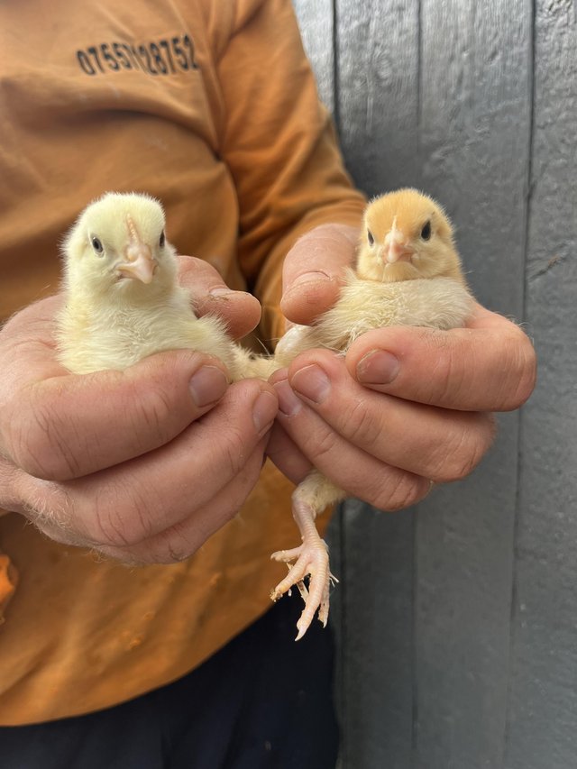 Preview of the first image of hybrid chicks available.