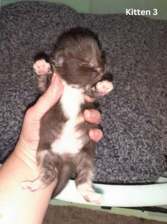 Image 3 of Female Kittens Availalable x3 from a litter of 5
